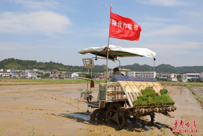 浏阳市沙市镇：中高端优质稻示范基地晚稻机插现场会举办