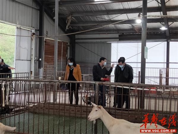 专家服务团在羴牧公司调研考察奶山羊场。.jpg