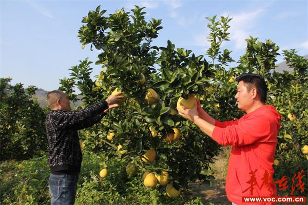 中洲村：种植柚子550亩 今年可产柚子70万斤_邵阳头条网