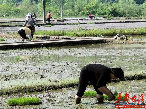 萬塘鄉：2400畝雙季稻示范區披上嫩綠新裝_邵陽頭條網