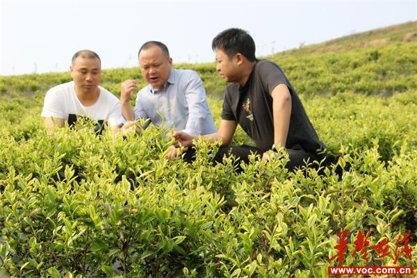 新宁高桥镇：做大茶业打造乡村振兴“绿色引擎”_邵商网