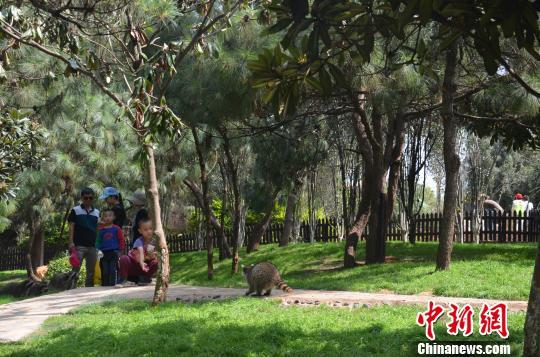 云南野生动物园一只浣熊疑被游客顺走(图)