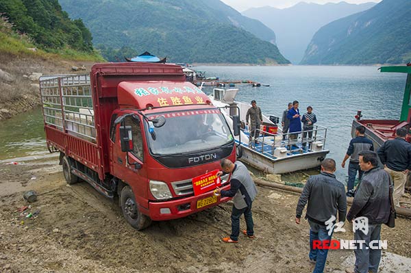 百斤雄鱼王将亮相中国厨师节制作超级剁椒鱼头