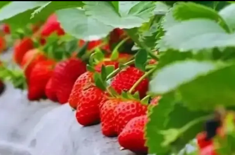 “莓”好生活在吴山