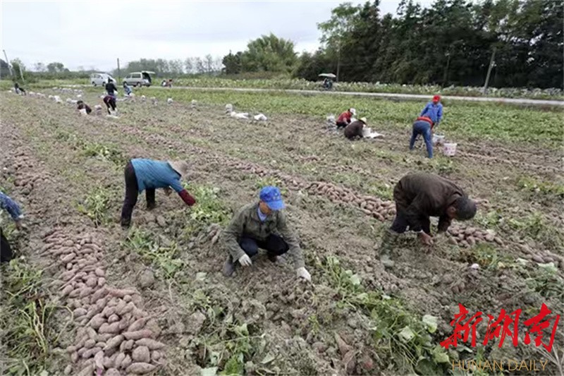 资兴唐洞街道：发展紫薯产业 助推产业振兴