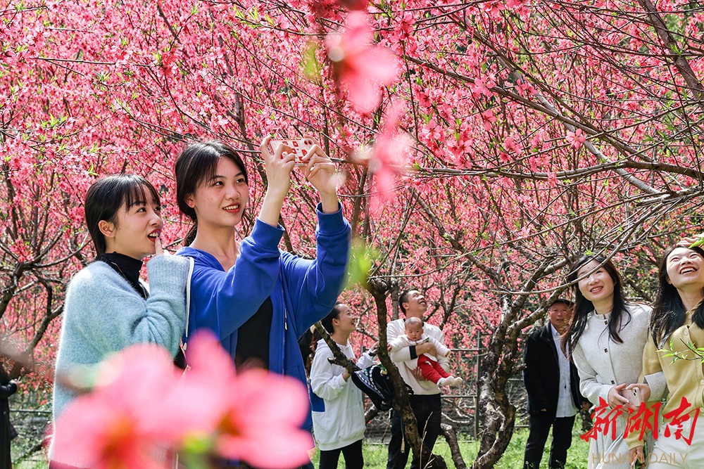 临武县花塘乡：桃花绽放俏争春 乡村旅游人气旺