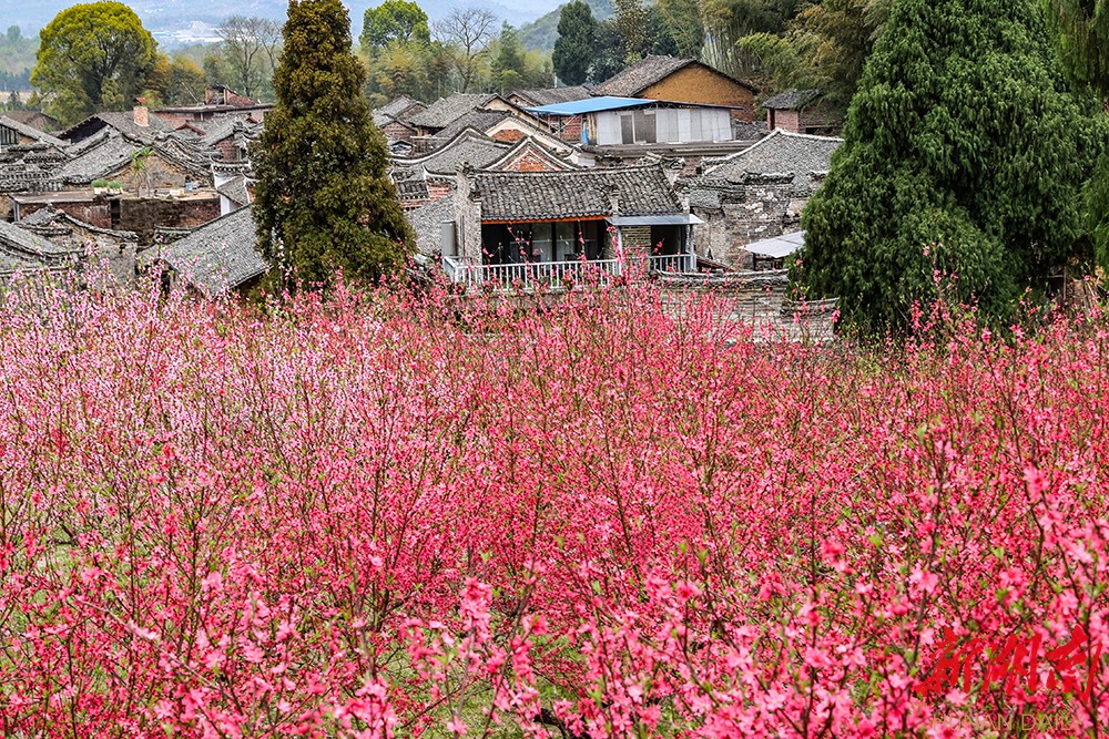 临武县花塘乡：桃花绽放俏争春 乡村旅游人气旺