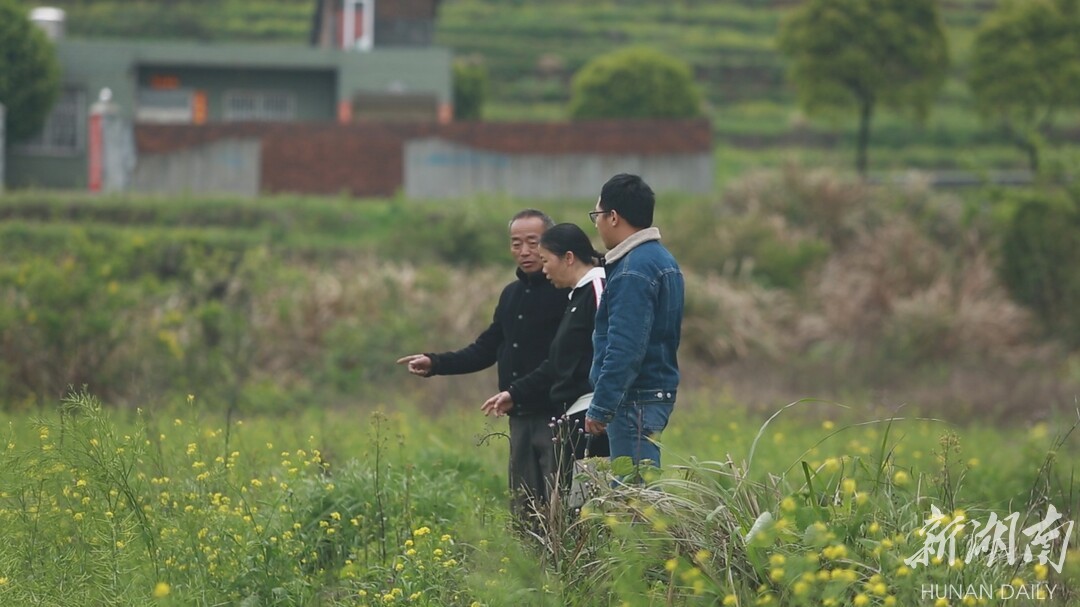 桂阳：紫云英+肥田油菜 为土地“增肥”增效