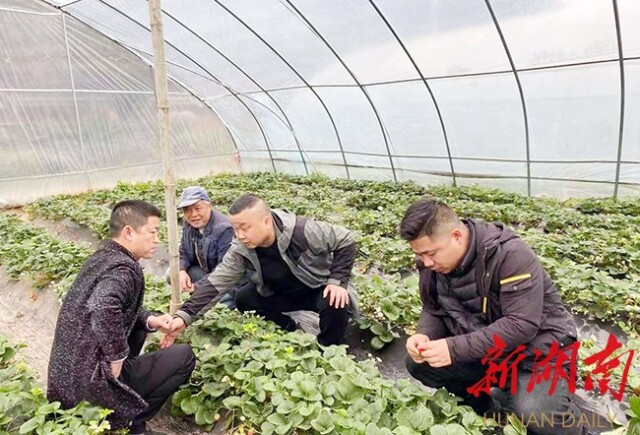 专家服务面对面，科技助力点对点，沅陵乡村振兴“智囊团”效果好