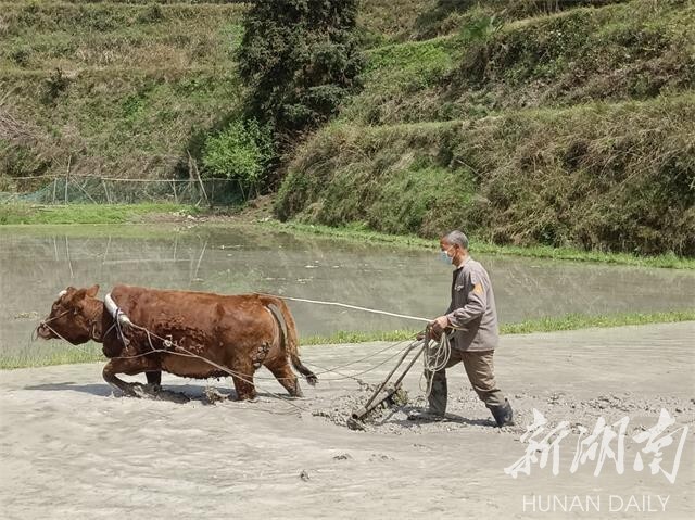 不误农时忙春耕——新晃一手抓春耕一手抓防疫