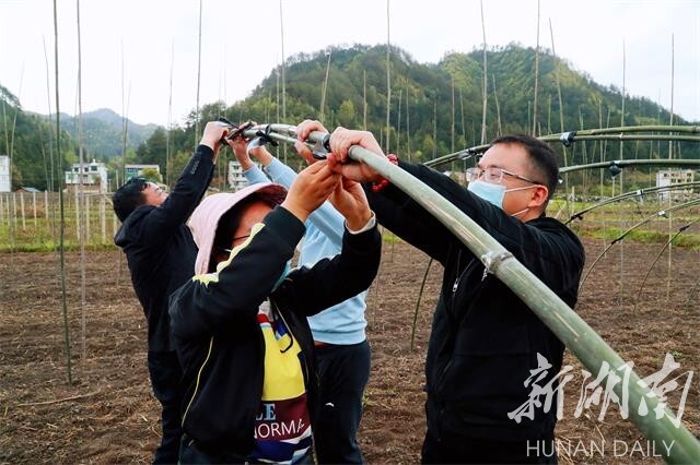 不误农时忙春耕——新晃一手抓春耕一手抓防疫