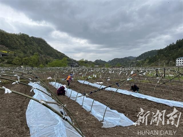 不误农时忙春耕——新晃一手抓春耕一手抓防疫