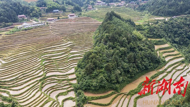 芒种时节 青秧满田——芷江千丘田稻田认购及插秧活动见闻