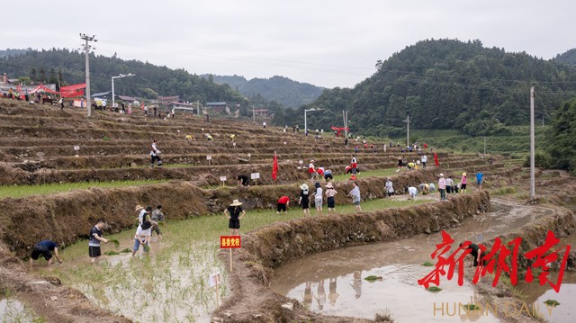 芒种时节 青秧满田——芷江千丘田稻田认购及插秧活动见闻