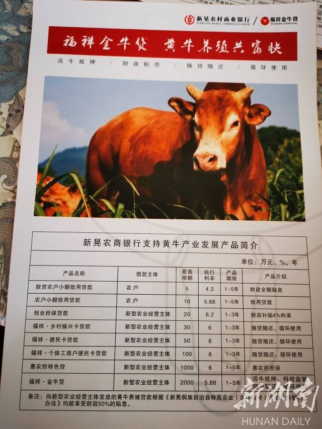 湖南日报|侗乡新晃“牛产业”：生态养殖，带动1.5万余人增收致富