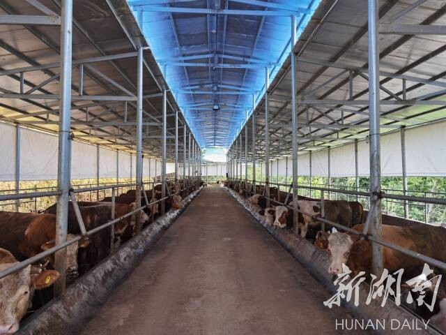 湖南日报|侗乡新晃“牛产业”：生态养殖，带动1.5万余人增收致富