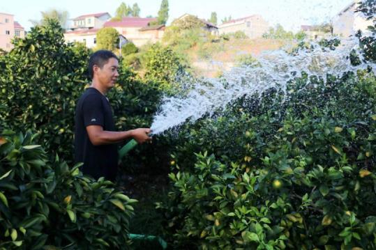 麻阳：千方百计为橘树“解渴”