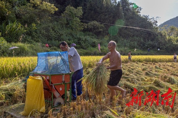 洪江区：水稻开镰秋收 确保颗粒归仓