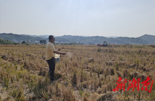 靖州│秋种正当时 油菜播种忙，计划种植面积11.4万亩