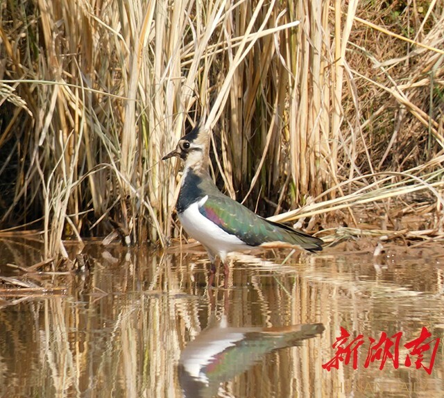 生态环境好，怀化中方泸阳发现珍稀鸟类凤头麦鸡