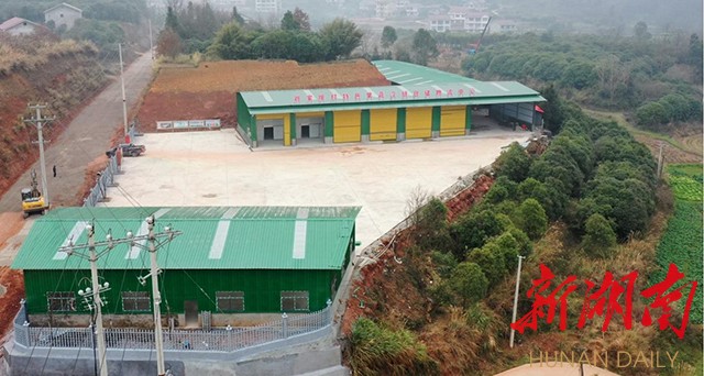 沅陵这个村了不起，做香“酸菜”产业，2022年村集体经济突破70万元