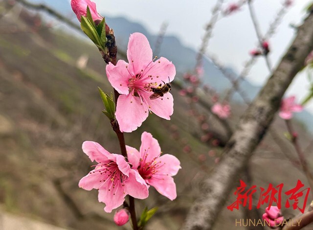 洪江市：桃花源里有个“桃专家”，发桃财年入过40万