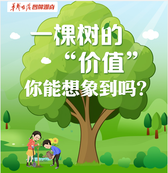 【图解】一棵树的“价值”，你能想象到吗？