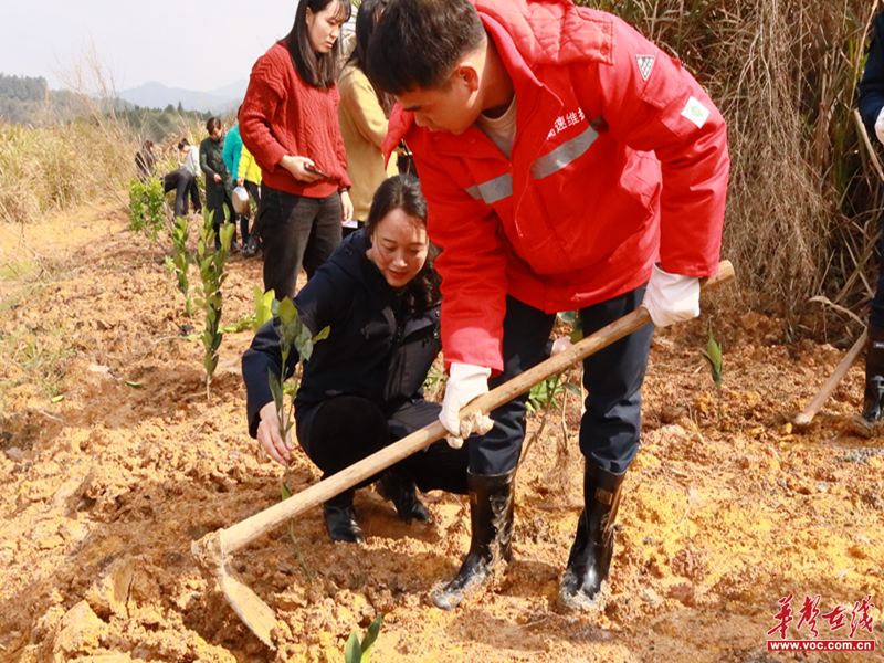 瀏陽|荷花街道:揮鍬添新綠,植樹正當時