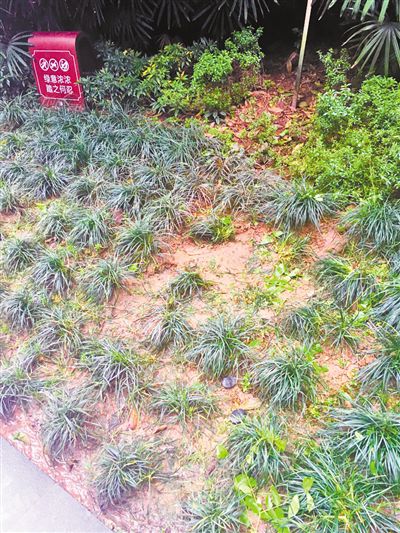 被女孩砸出的坑,旁边还散落着树枝。