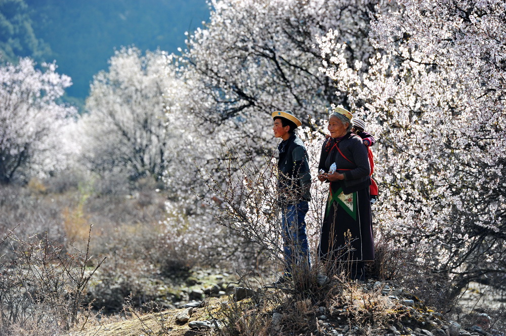 西藏工布江达桃花村（4月15日摄）。 新华社记者 张汝锋 摄