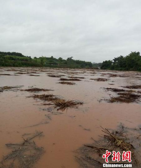 四川自贡遭暴雨袭击万亩农田被淹农房倒塌（图）