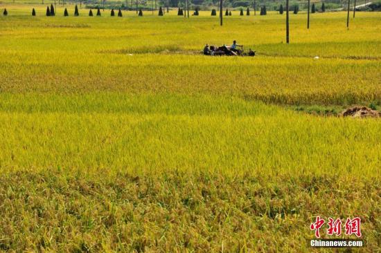 资料图:江西省万载县白水乡老山村万亩有机水稻成熟。 邓龙华 摄