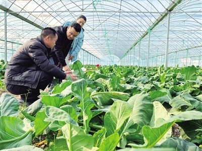 石鼓区：智慧农业助力，年供600万公斤新鲜蔬菜
