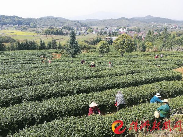 农户忙着采茶 株洲日报记者 王军 江先国 摄