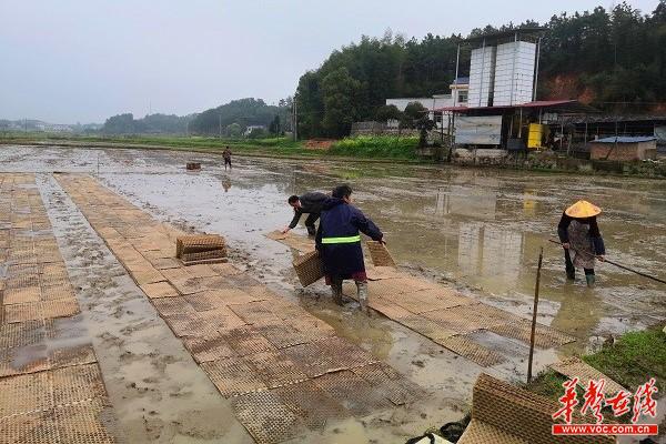 319 分水乡分水村：春耕生产有实招，“三个一批”见成效2.jpg