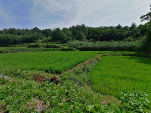 桃源县漆河镇：让“田长制” 在村组落地见效97.png