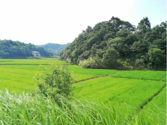 桃源县漆河镇：让“田长制” 在村组落地见效95.png