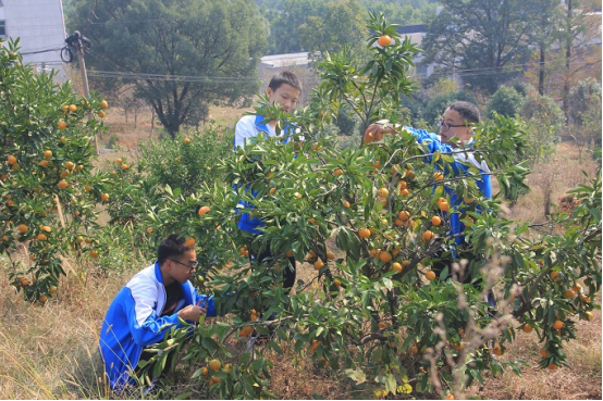 石门县第五中学：化身“小橘农”，采橘梭金山251.png