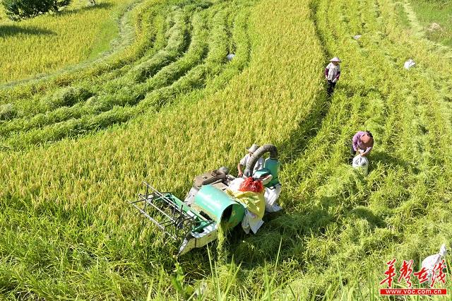 8月13日，双峰县荷叶镇白泥村，农民驾驶微型收割机收割中稻。.jpg