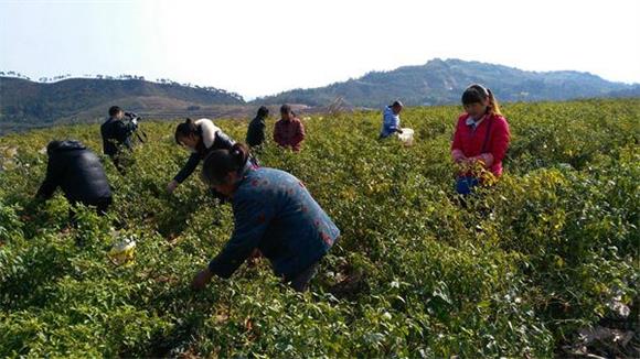 图一为杨海云的朝天红辣椒基地员工采摘忙_看图王.jpg