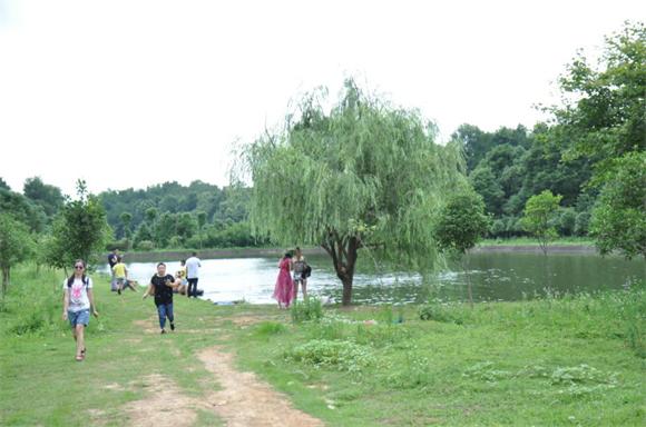 邵东翰林农庄:漫山遍野的杨梅果实鲜亮诱人