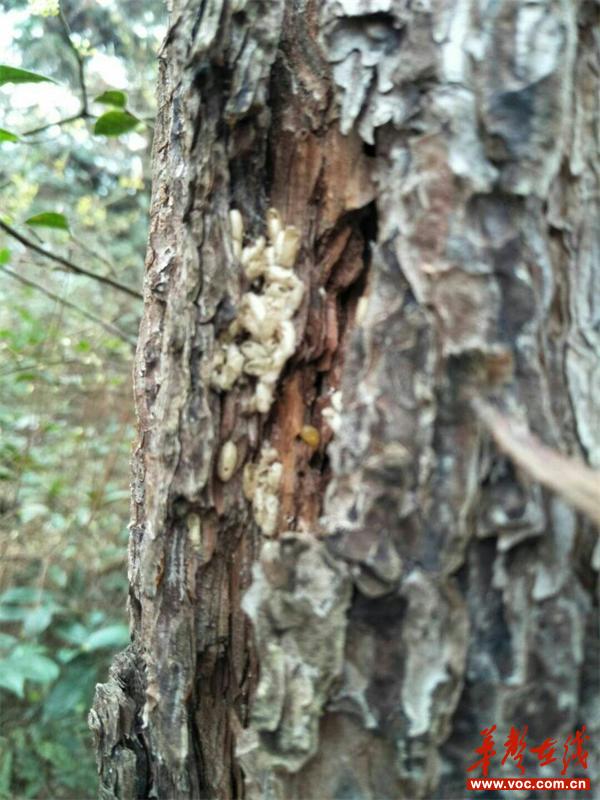 发现马尾松树皮下的松毛虫卵.jpg