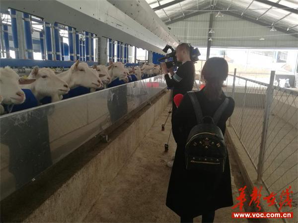 湖南经视记者正在羴牧拍摄奶山羊。.jpg