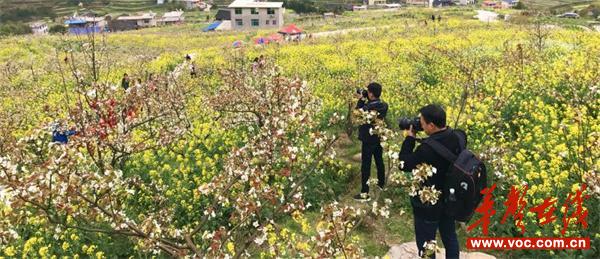 儒林镇塔溪村苗香梨基地.jpg