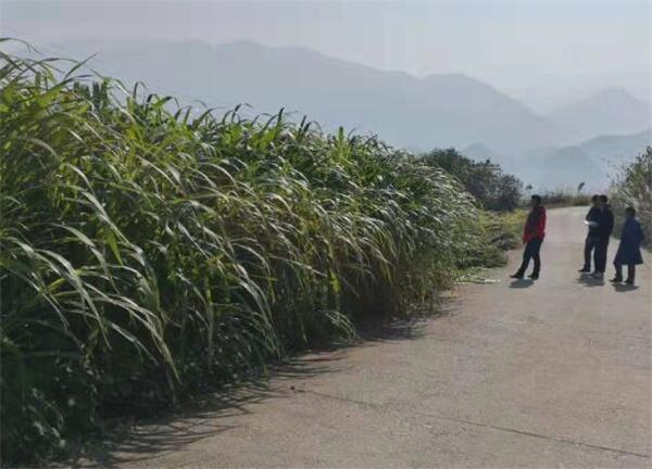 11月27日，省草地资源清查外业调查组在城步茅坪镇进行草地资源清查外业调查。.jpg