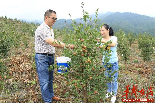 油茶产业成为绥宁贫困群众增收的重点产业.jpg