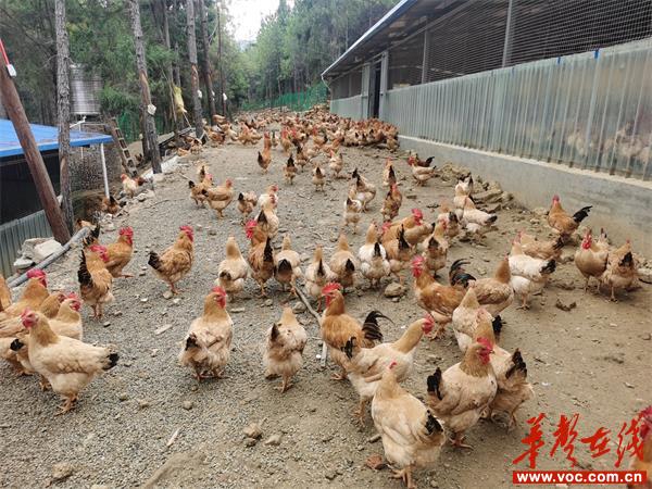 隆回：养鸡产业助增收 乡村振兴促发展_邵商网