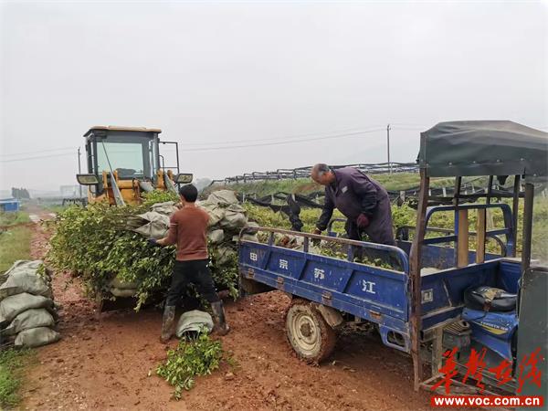 白仓镇：“油茶产业”促推营商环境持续优化升级_邵商网