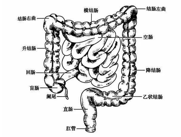 人体肠道直肠有多长图片