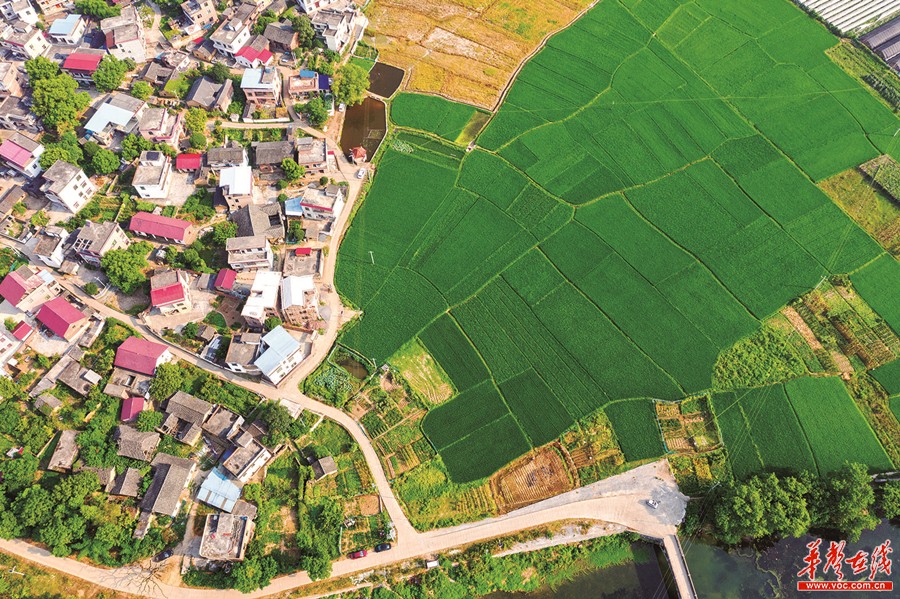 8月2日,东安县白牙市镇古塘村,绿林村舍,高标准农田与大棚基地,构成一